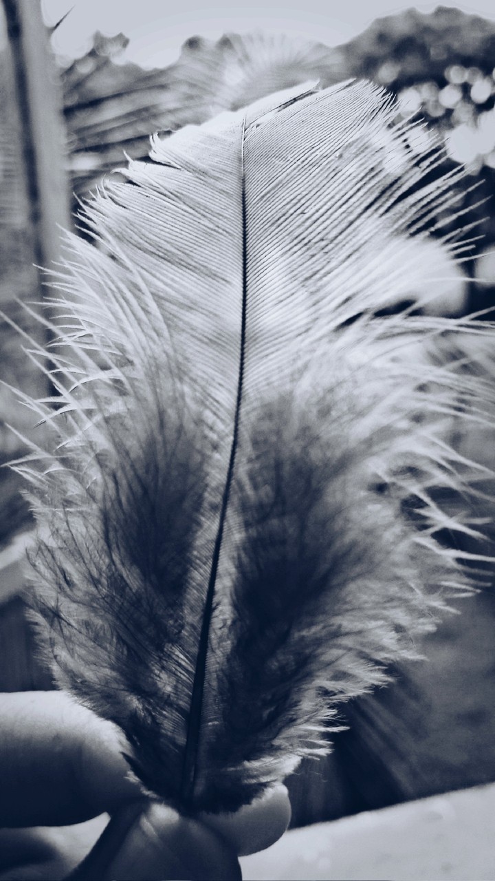 Feather