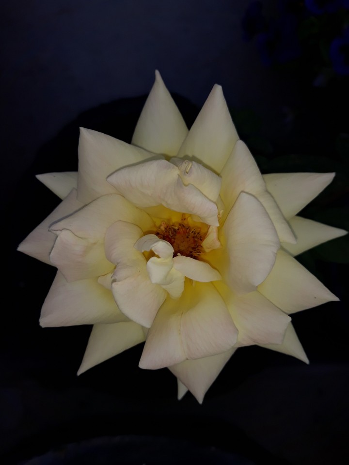 photo from my garden