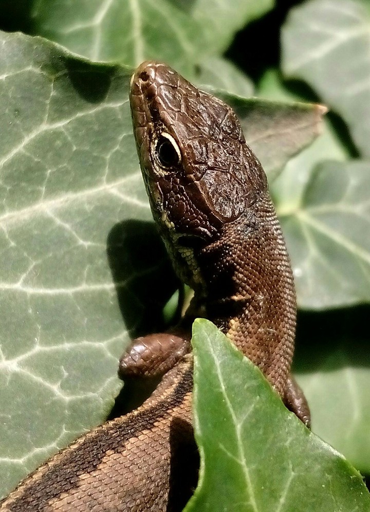lizard