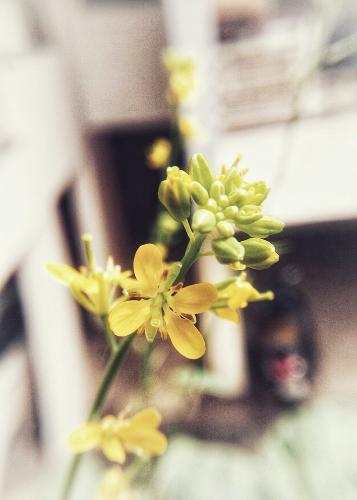 Yellow Flower
