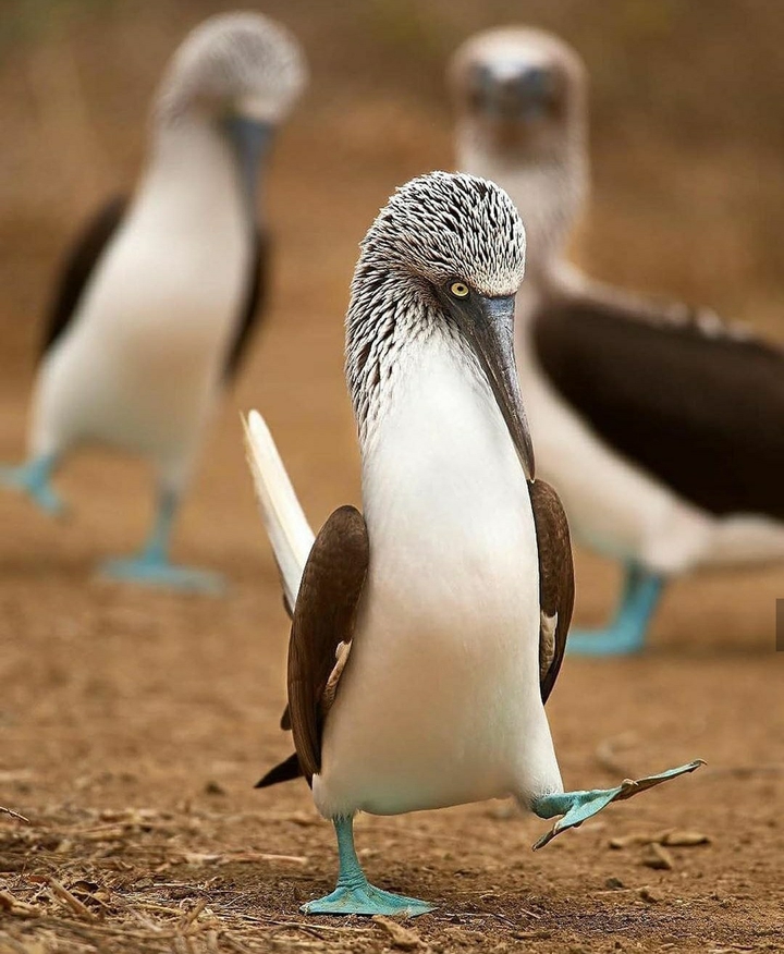 blue footed booby ?