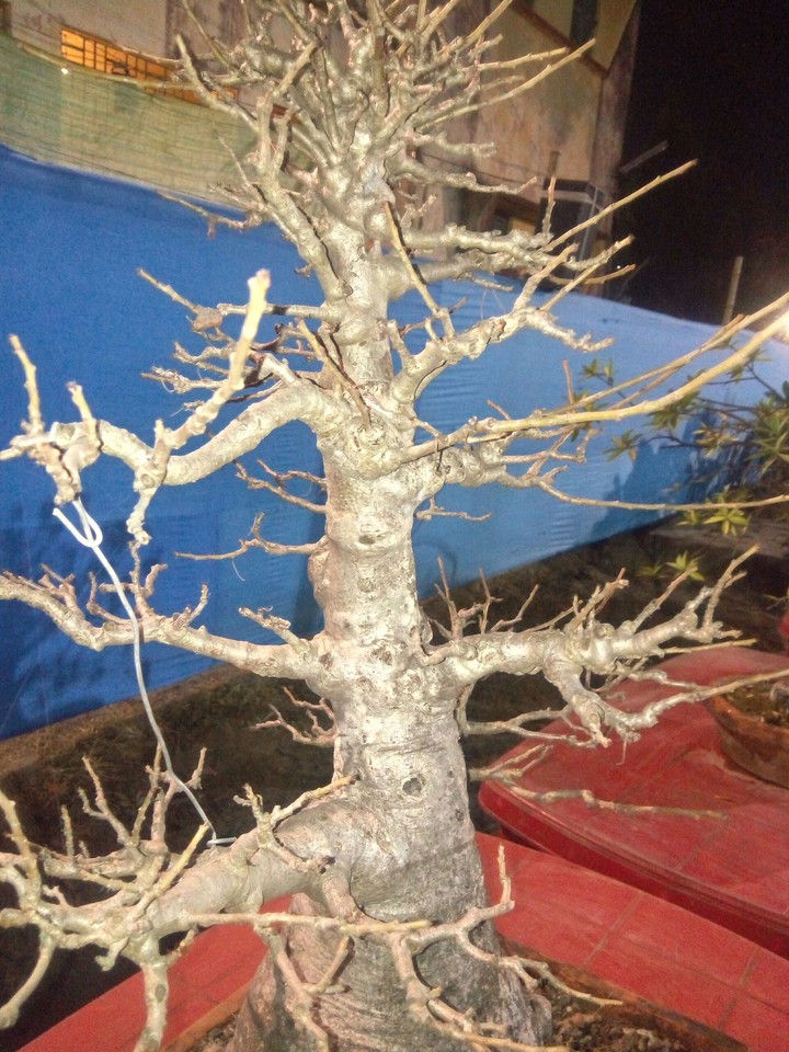 trees