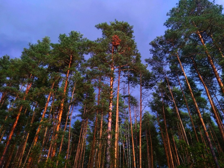 forest