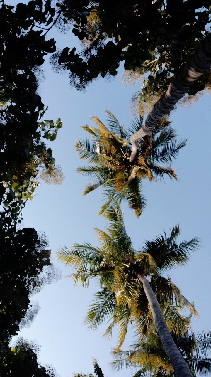 coconut trees