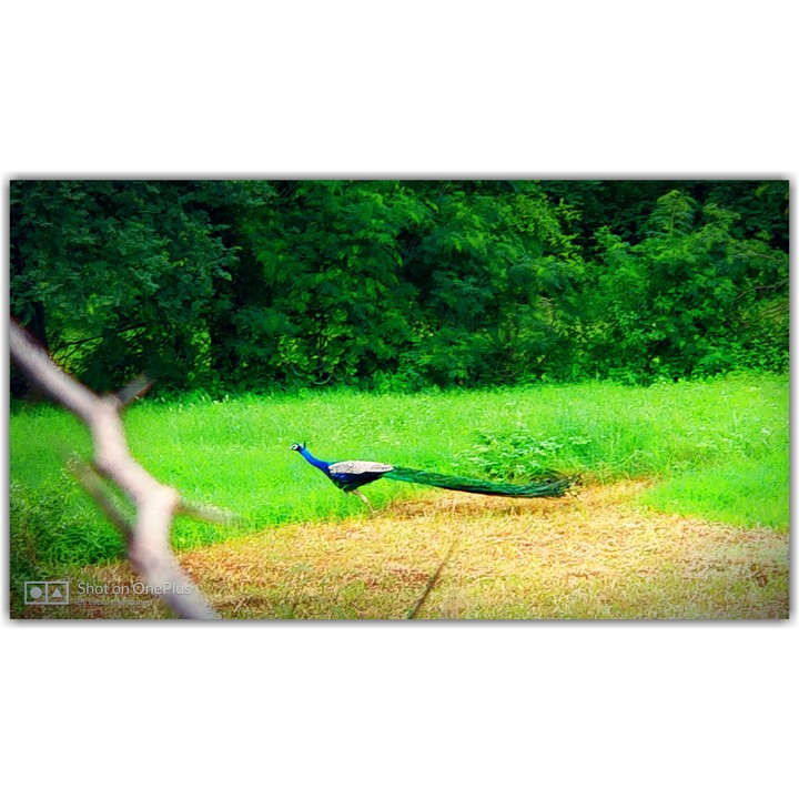 bird