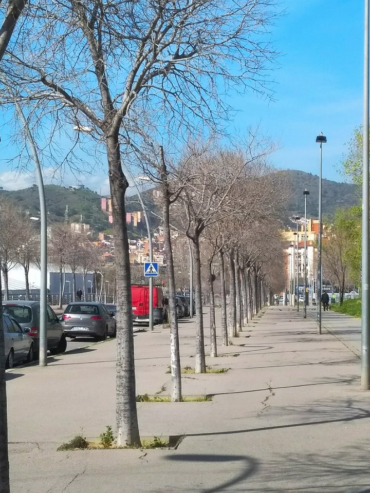 Autumn Trees