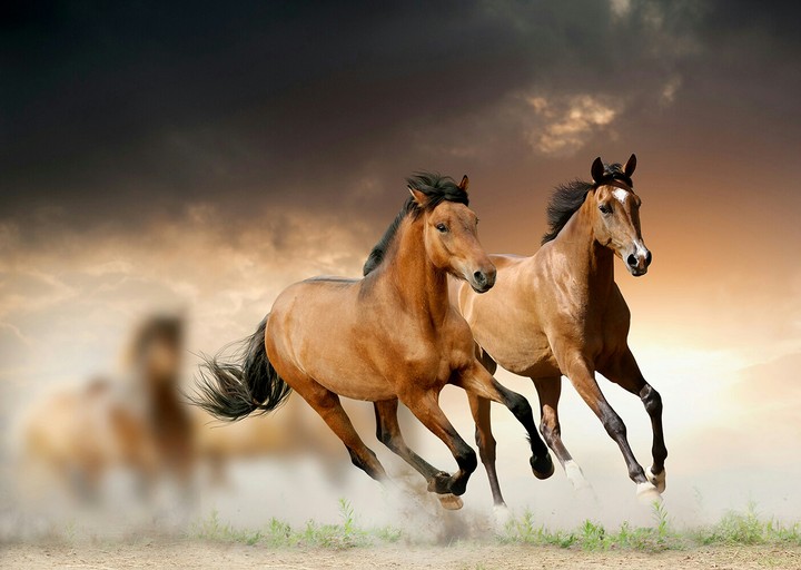 brown horses