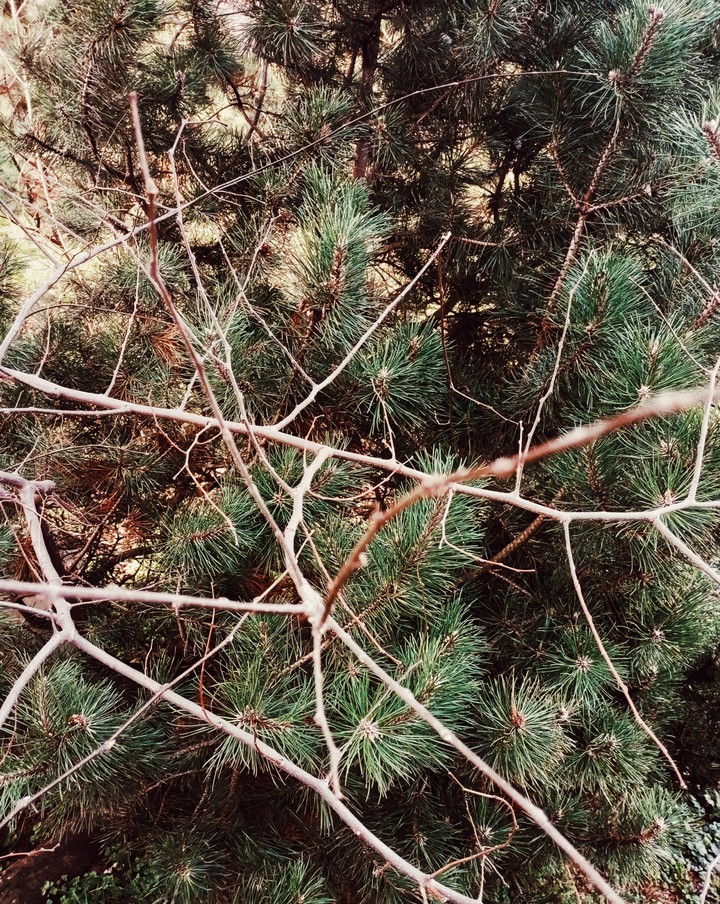 tree