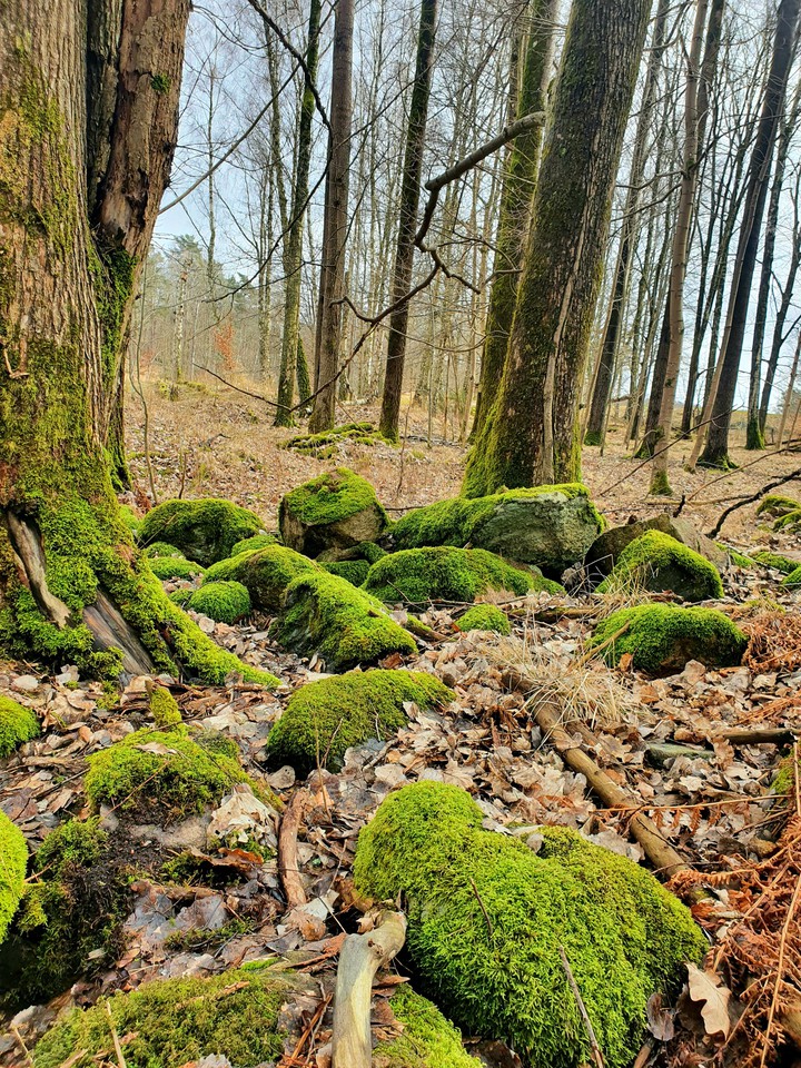 forest