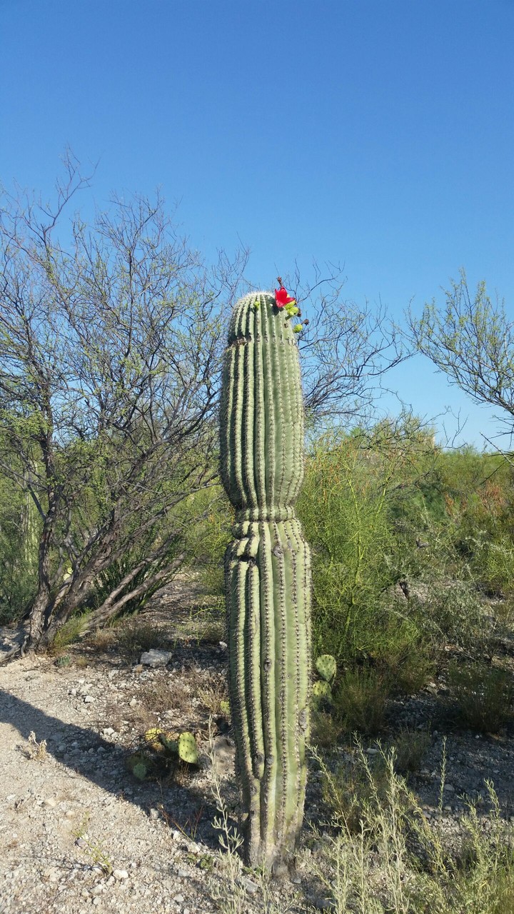 cactus flower