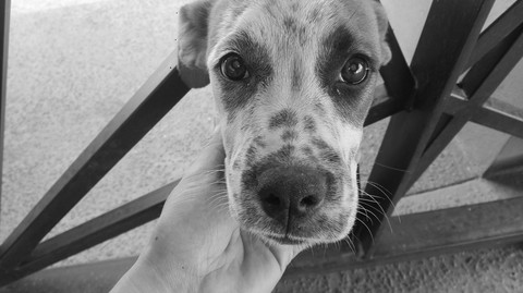 Visitas inesperadas