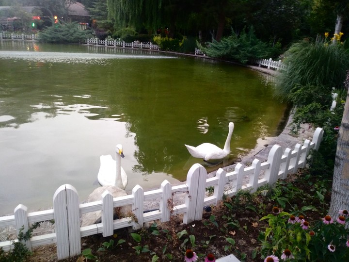 swans in the lake