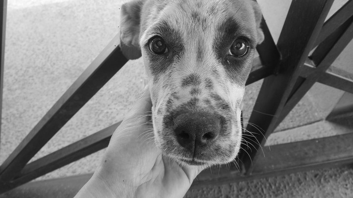 Visitas inesperadas