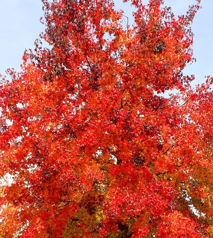 colori d'autunno