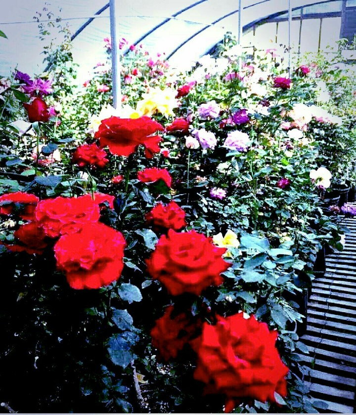 Rose