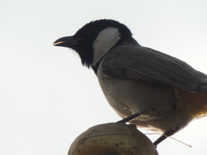 bird