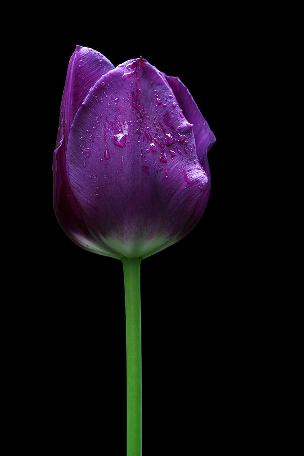 purple blossom
