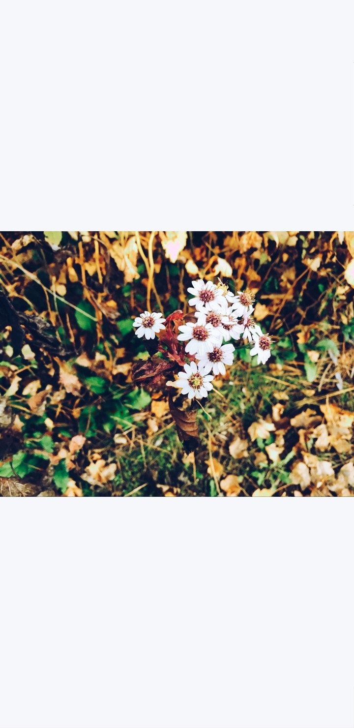 꽃