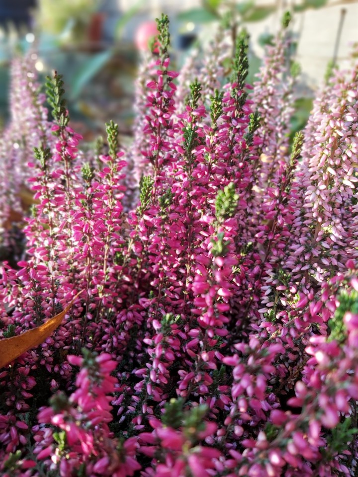 Beautiful autumn