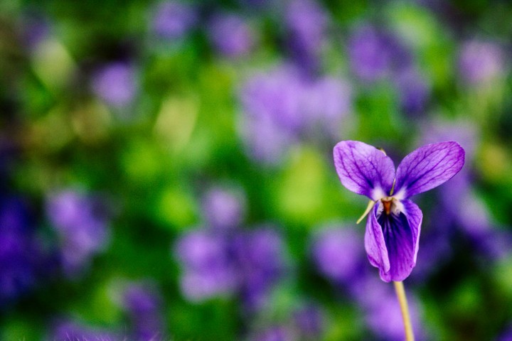 Spring