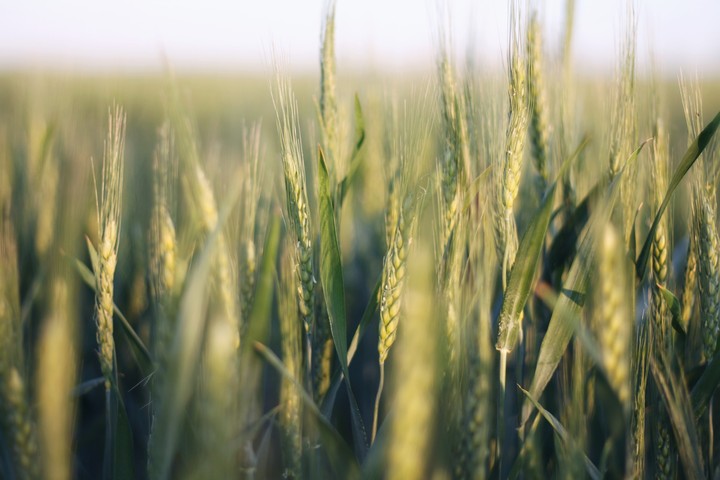field