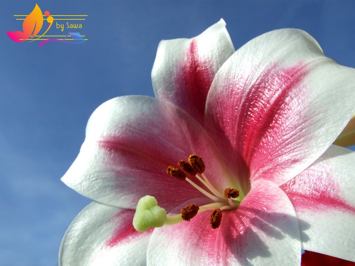 lily