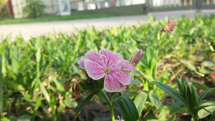 Plant
