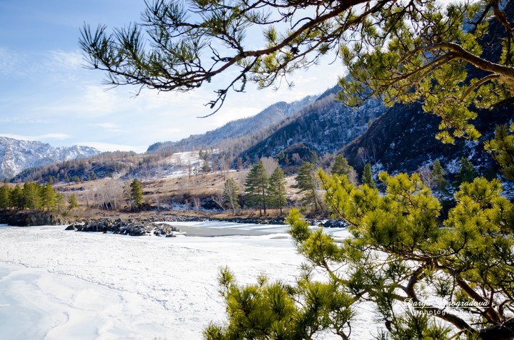 The Pine