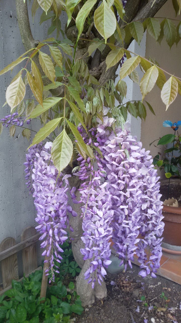 Il mio giardino