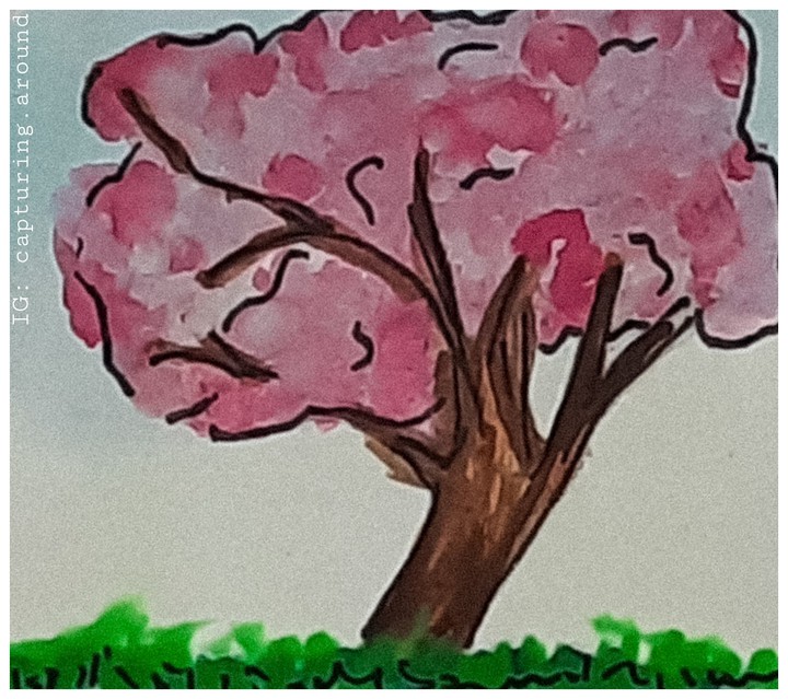 Cherry Blossom