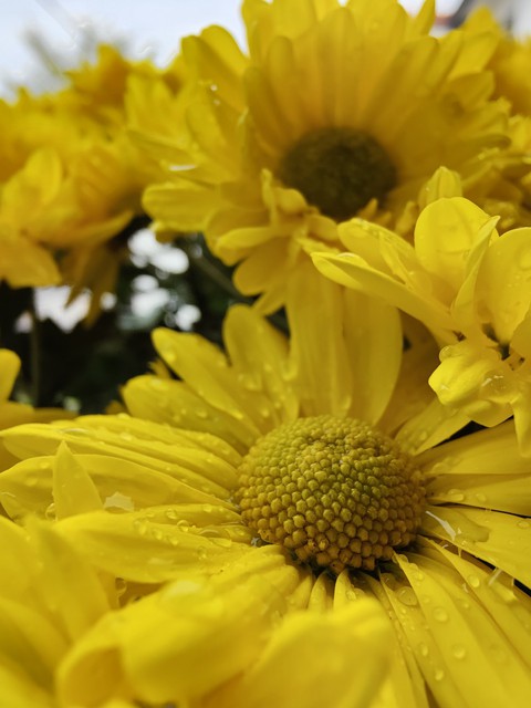 Chrysanthemum