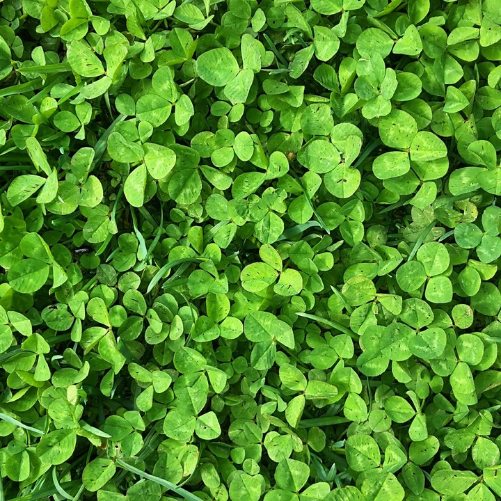 Green grass