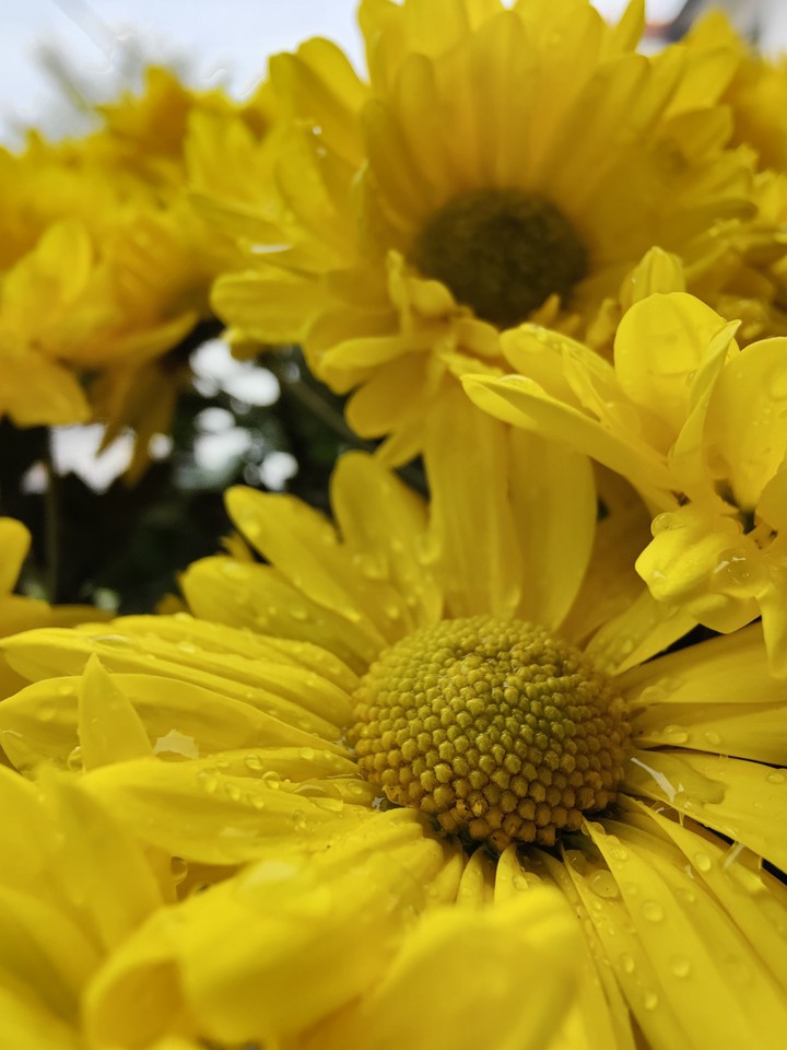 Chrysanthemum