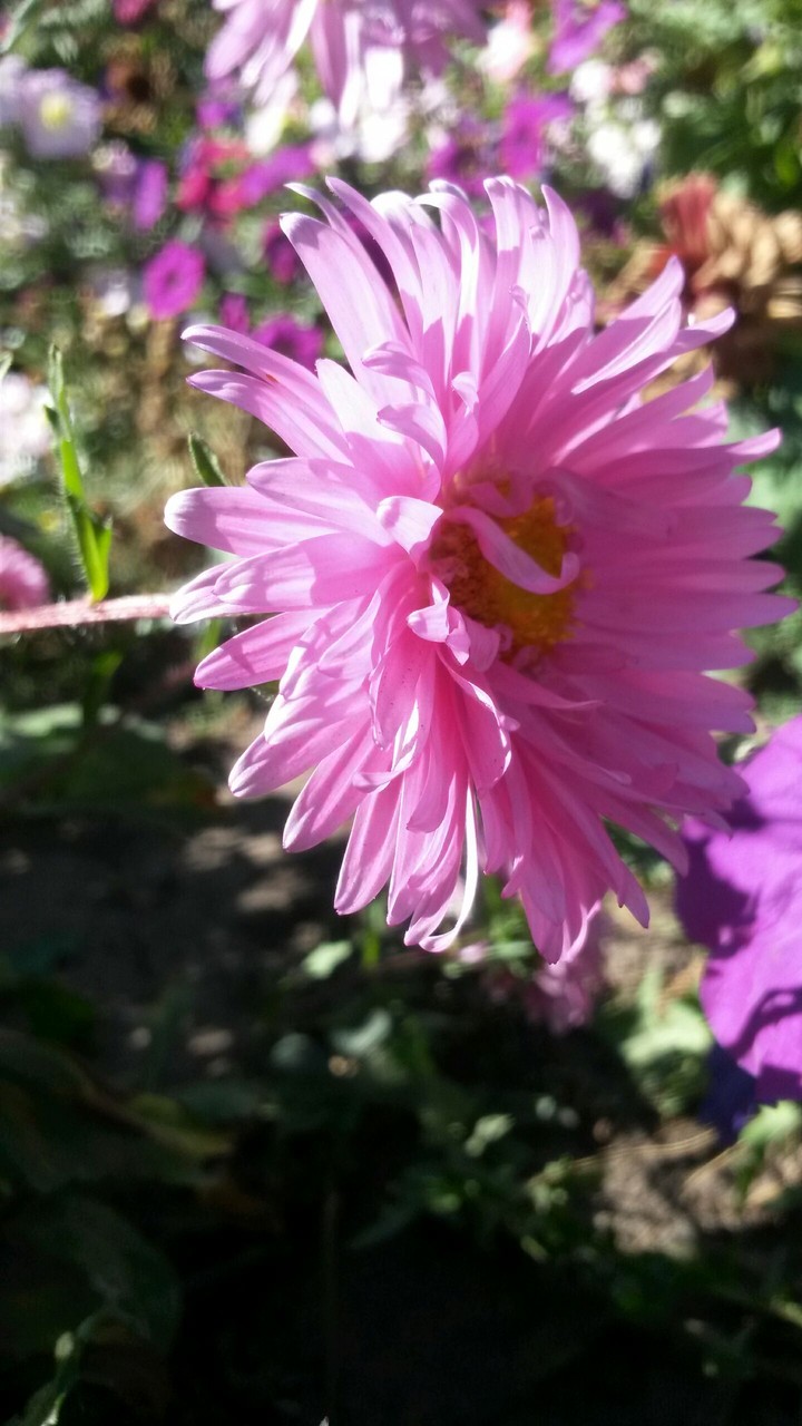 flover