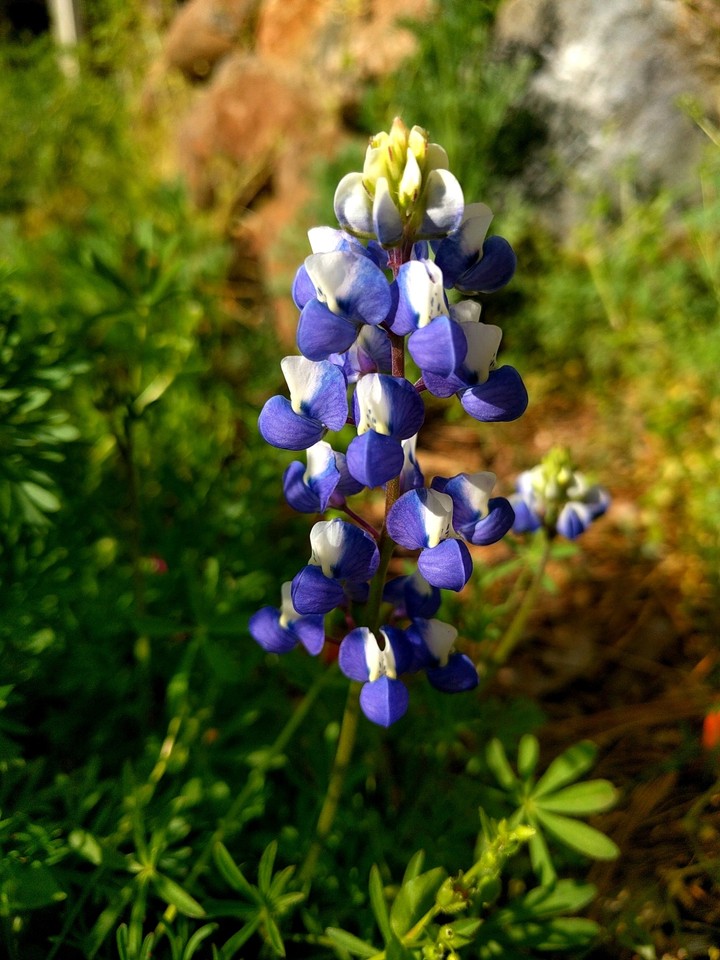 Bell Flower