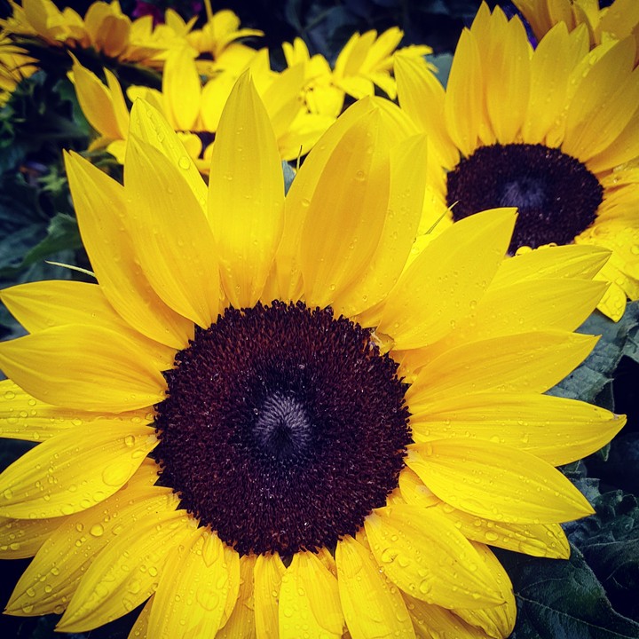 sunflowers in the rain 2