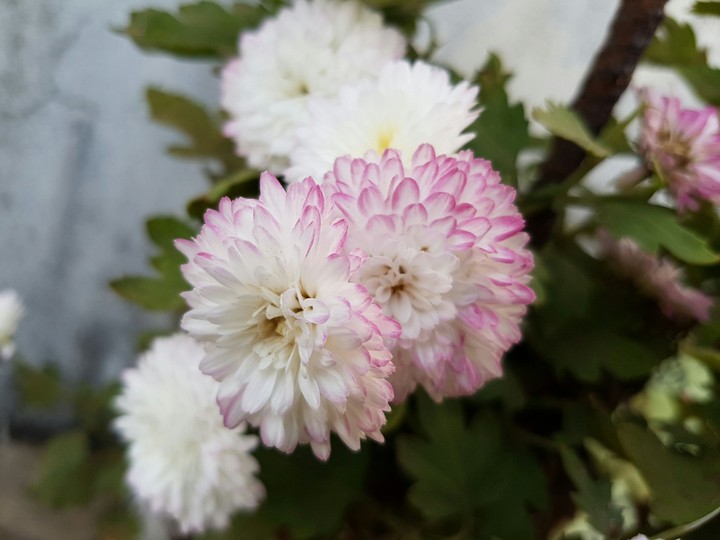 Chrysanthemums