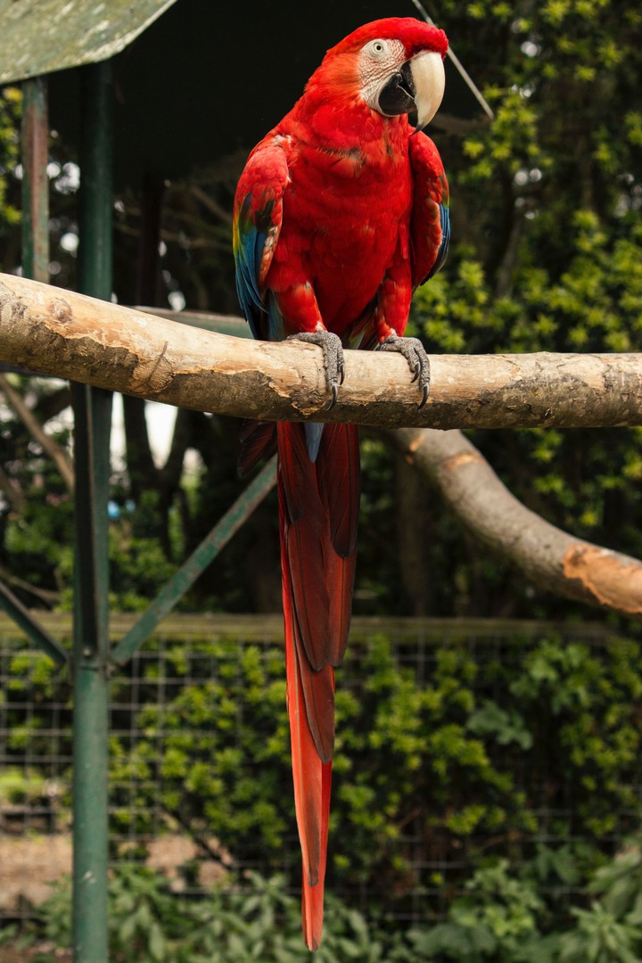Best Red Maccau...