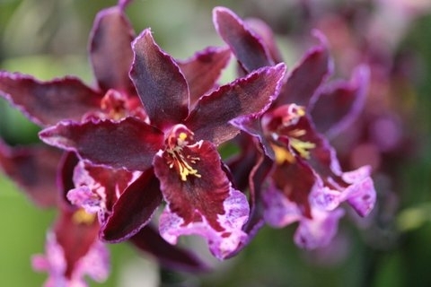 orchidées 2