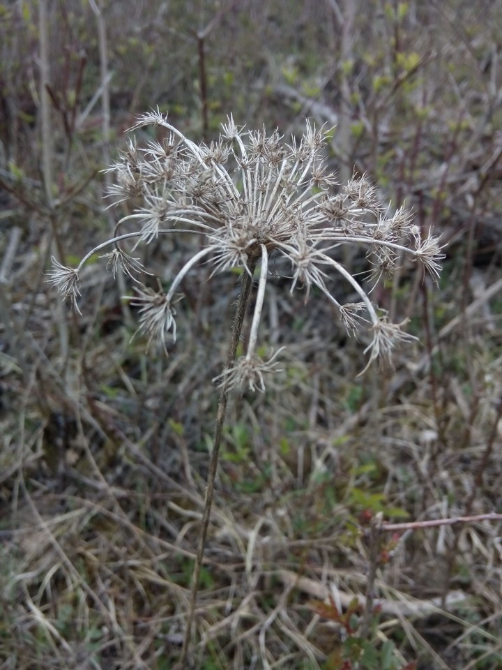 Dried up Flower