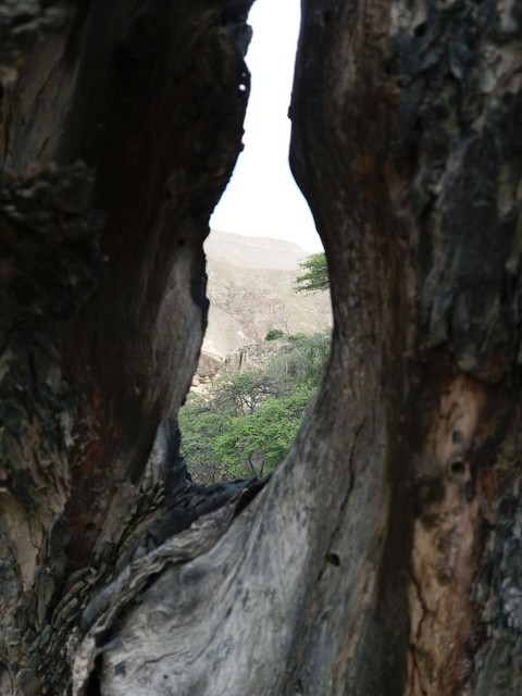 tree arbol