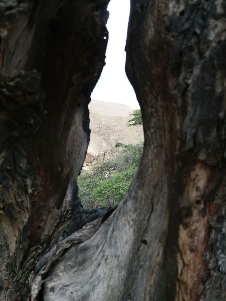 tree arbol