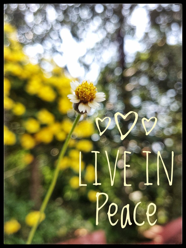 Live in Peace