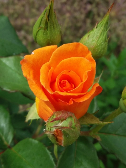 flower, orange壁紙