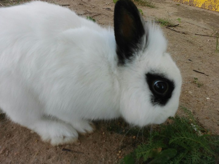 Cute rabbit