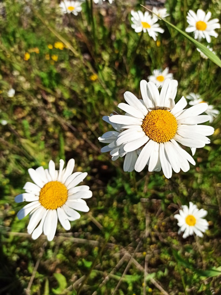 Chamomile