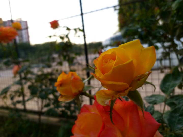 Indian yellow  Rose