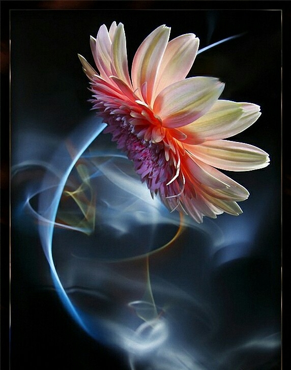 gerbera