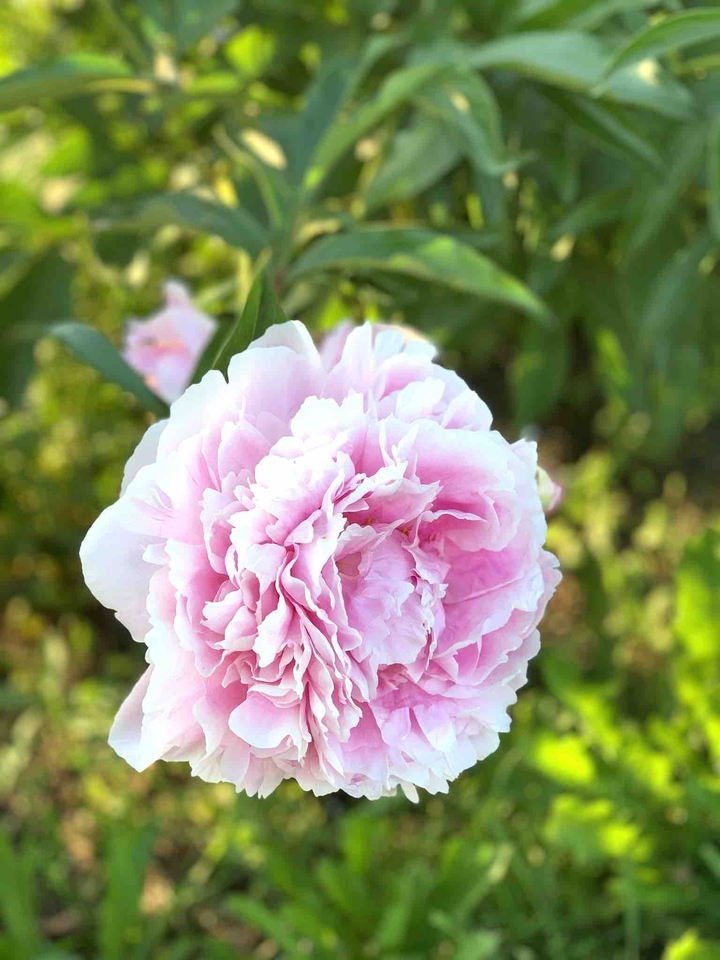 pion