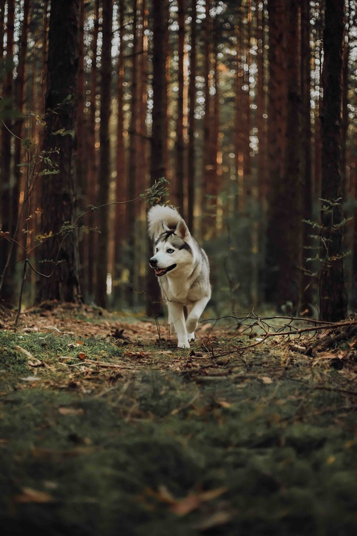 husky